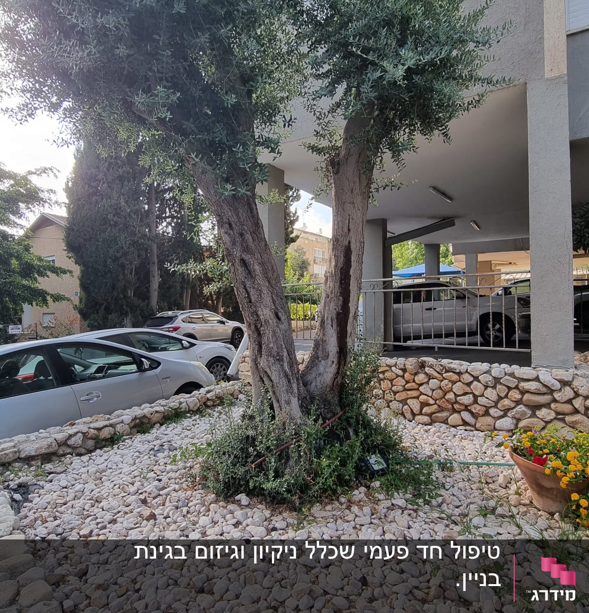 עץ זית עם אבנים מסביב ופרחים בעציץ